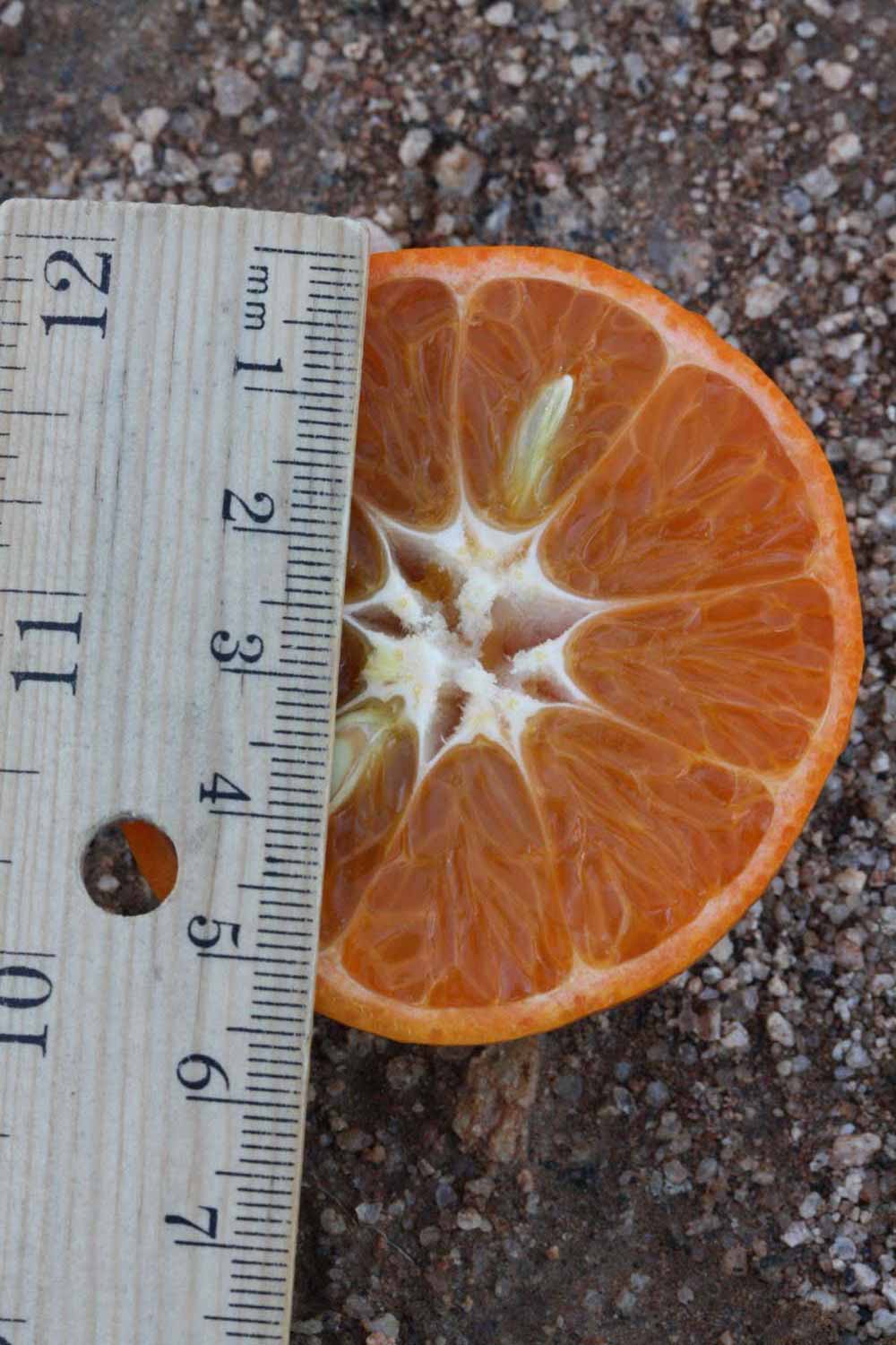            Fruit cross-section (Riverside, CA)   